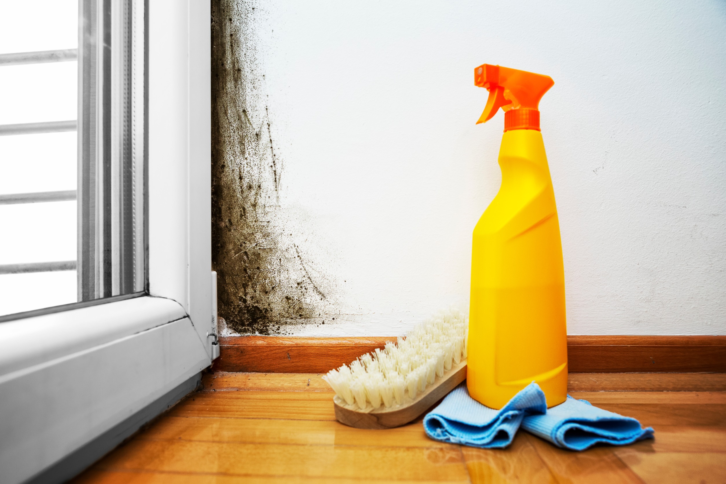 Is Mould In Rented Property A Landlord’s Responsibility?