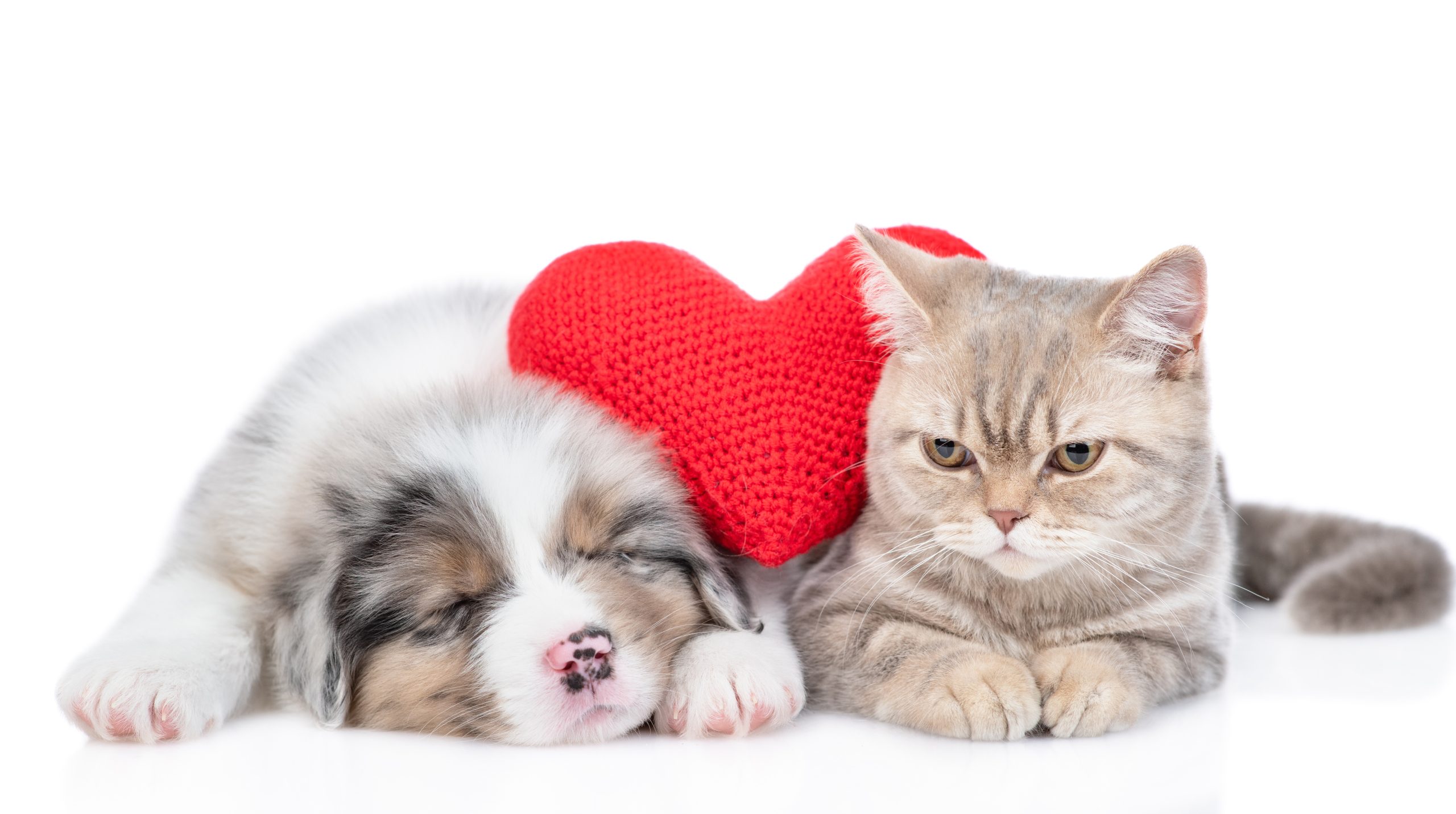 Should I Let Tenants Keep A Pet?