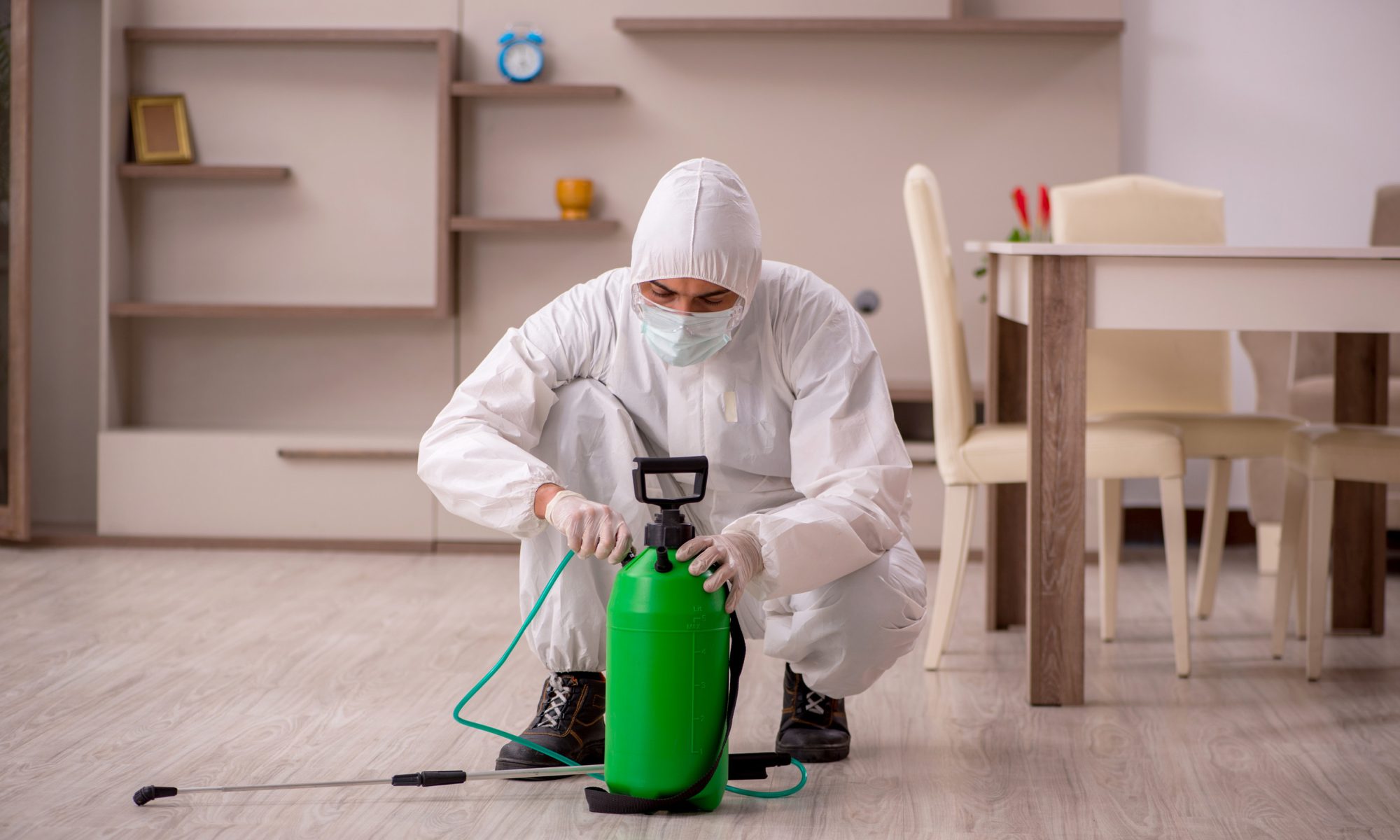 Dealing with pests in a rental property