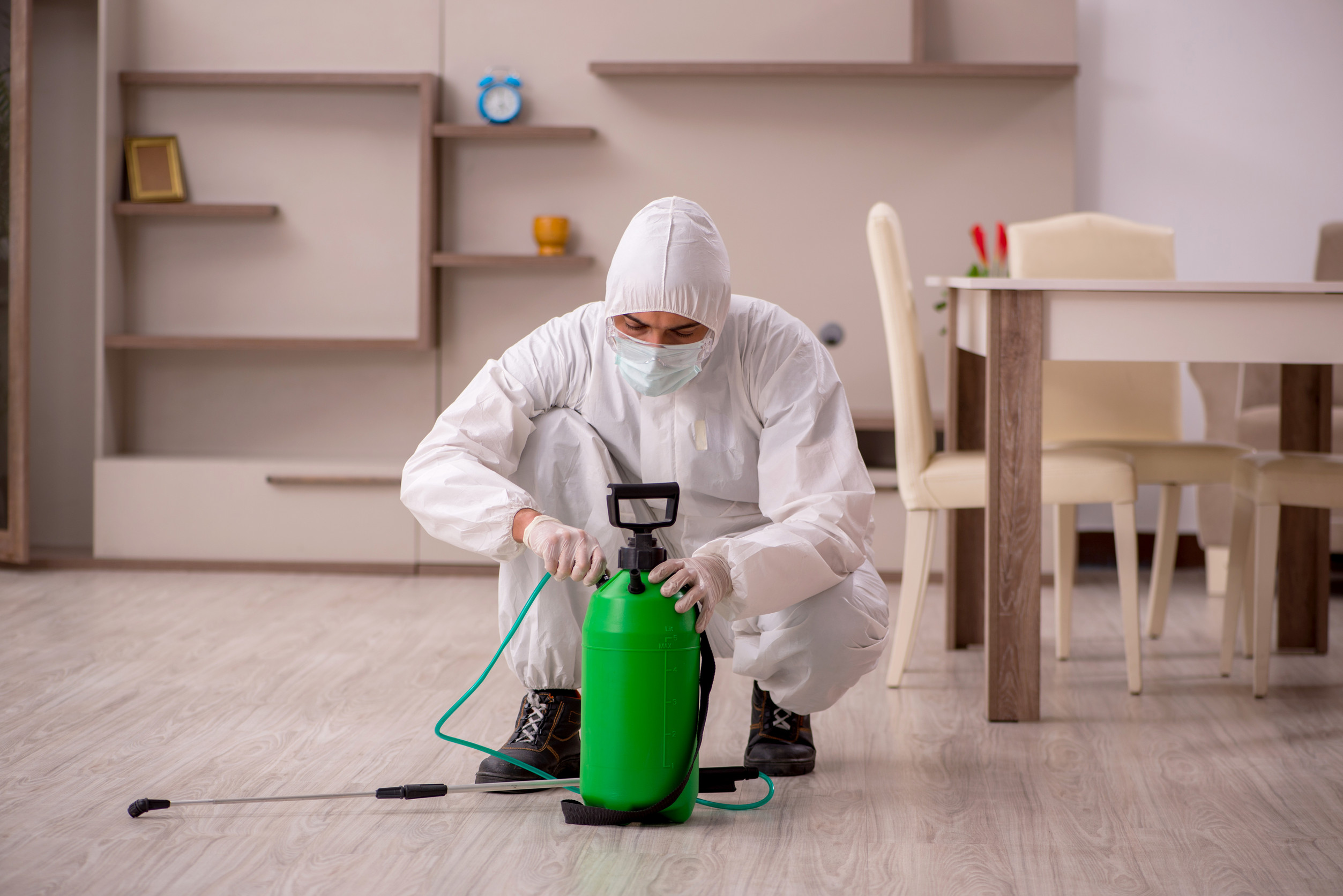 Dealing With Pests in a Rental Property